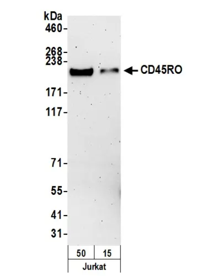 Mouse anti-CD45RO Monoclonal A