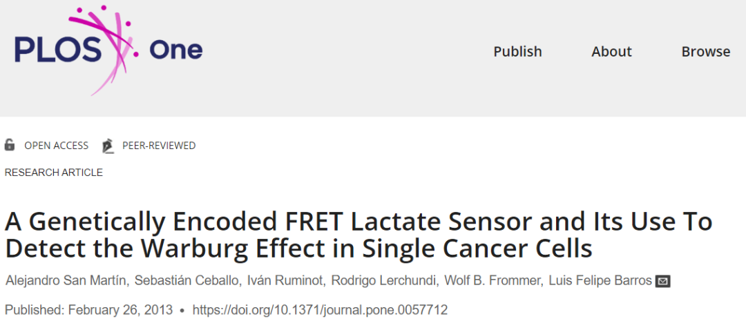 【新品-乳酸探针Laconic】科研人员基于FRET原理开发实时检测单细胞内乳酸浓度与通量的基因编码探针Laconic