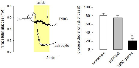 【新品-乳酸探针Laconic】科研人员基于FRET原理开发实时检测单细胞内乳酸浓度与通量的基因编码探针Laconic