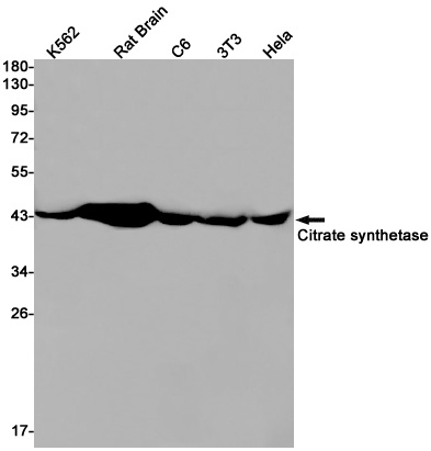 Citrate Synthetase Rabbit mAb抗