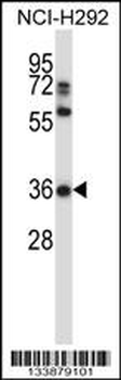 NAPSA Antibody (C-term)抗体，orb3