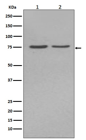 Alkaline Phosphatase Rabbit pA
