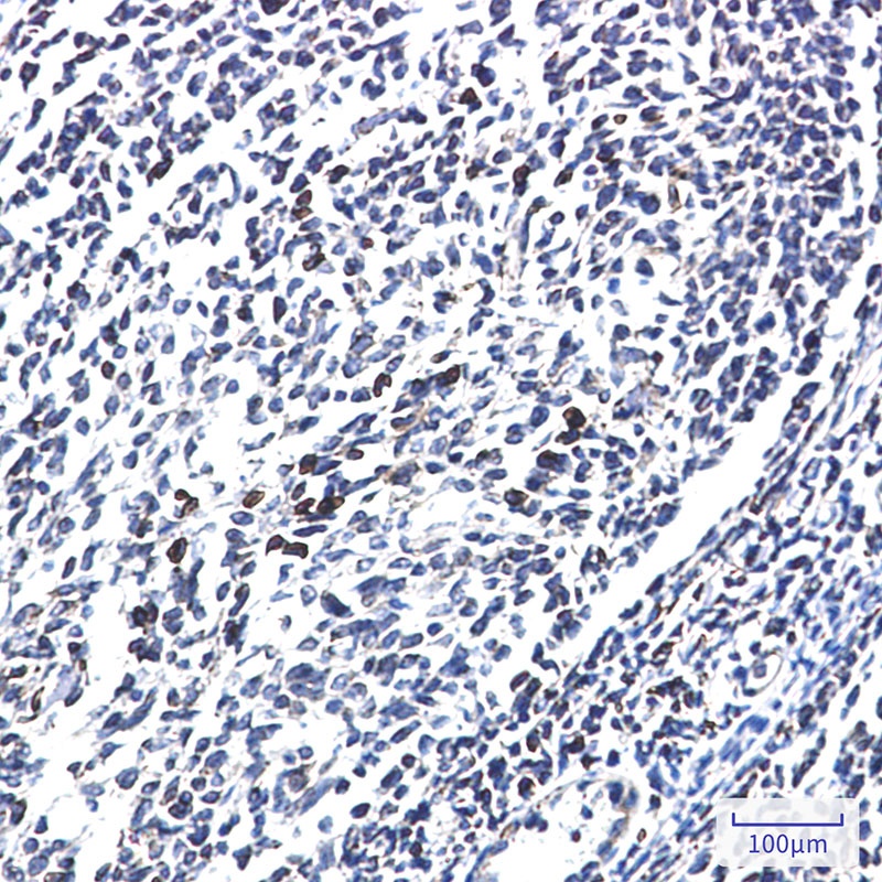 LYRIC Rabbit mAb抗体，orb1563768，