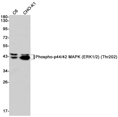 Phospho-ERK1/2 (Thr202/Thr185)
