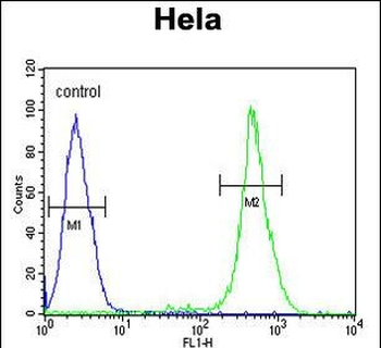 EBP Antibody (N-term)抗体，orb396