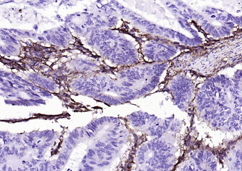 CD90/Thy-1 Recombinant Rabbit 