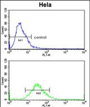 CLASP2 Antibody (Y1019)抗体，orb3