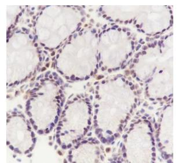 SF3B3 Recombinant Rabbit Monoc