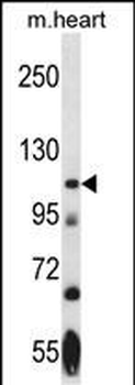 Mouse Nek9 Antibody (Center)抗体