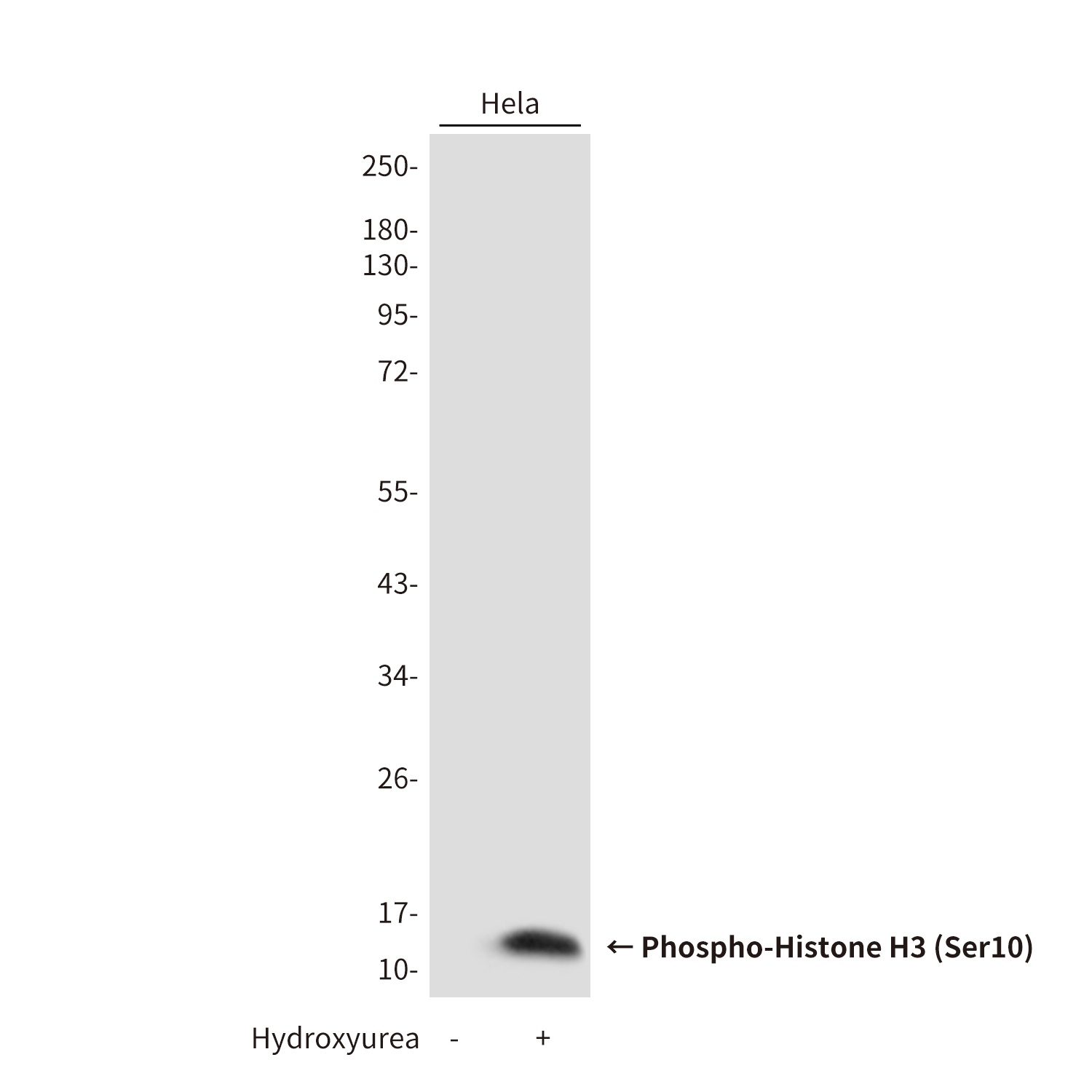 Phospho-Histone H3 (Ser10) Rab