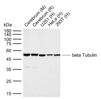 Beta Tubulin Recombinant Rabbi