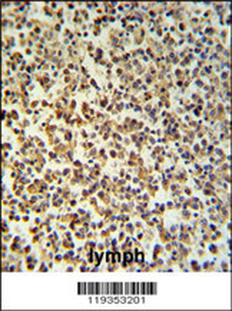 GZMB Antibody (C-term)抗体，orb14