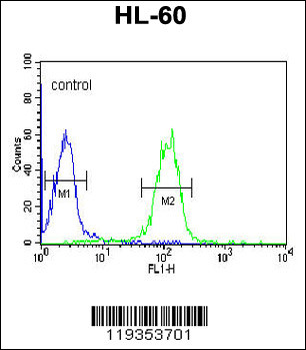 GZMB Antibody (C-term)抗体，orb14