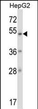 ZNF207 Antibody (N-term)抗体，orb