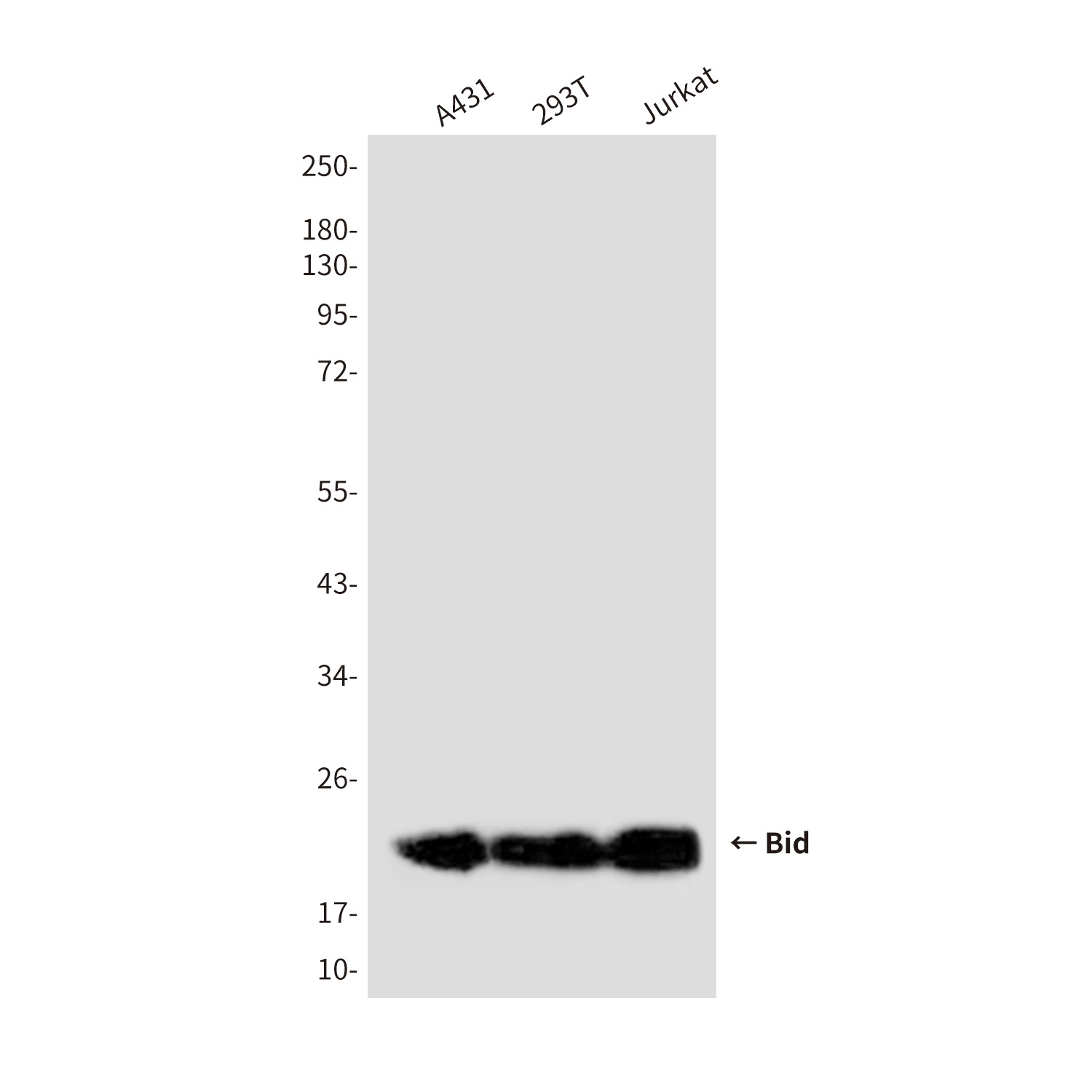 Bid (3C5) Mouse mAb抗体，orb15632