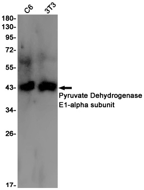 Pyruvate Dehydrogenase E1 alph