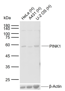 PINK1 Rabbit Polyclonal Antibo