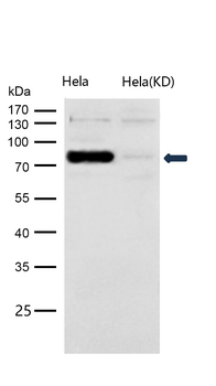 STAT1 (Phospho-Ser727) Rabbit 
