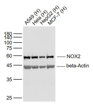 NOX2 Recombinant Rabbit Monocl