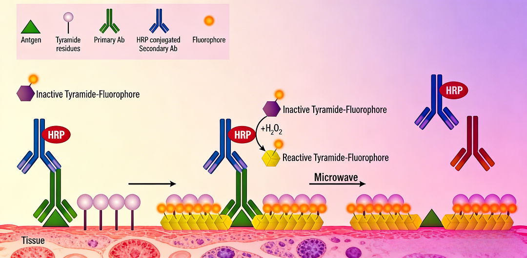 多重荧光免疫组化技术：原理、流程与应用前景