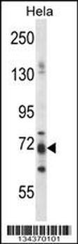 PJA1 Antibody (N-term)抗体,orb14