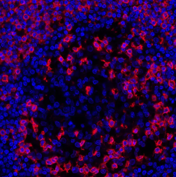 Mouse anti-CD45RO Monoclonal A