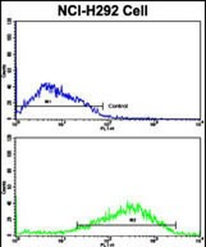 ACK1 Antibody (N-term)抗体，orb38