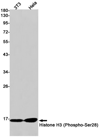 Phospho-Histone H3 (Ser28) Rab