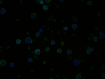 CD3D Recombinant Rabbit Monocl