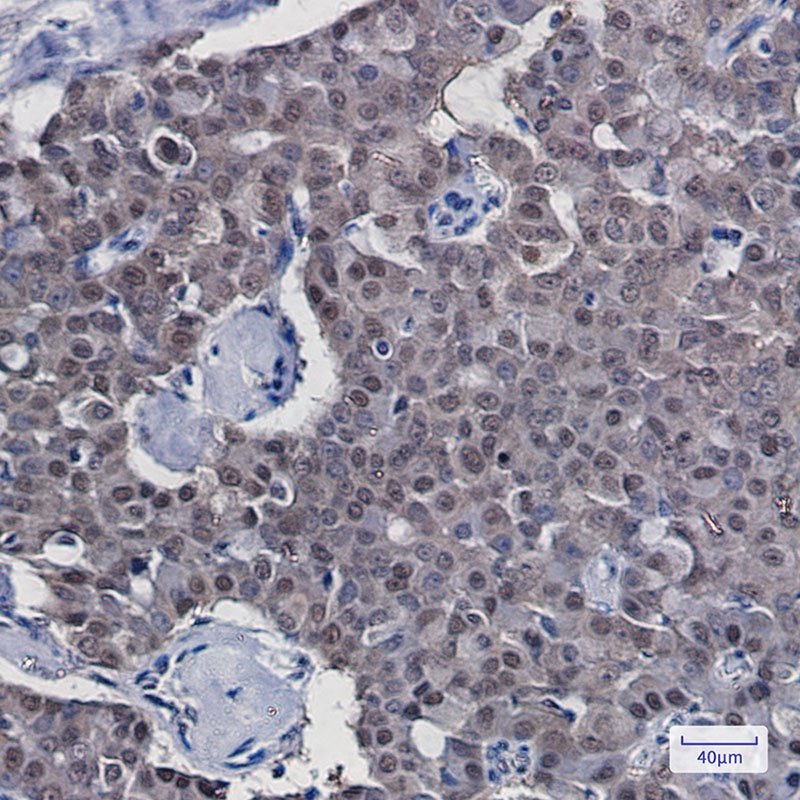 COPS8 Rabbit mAb抗体，orb1565480，