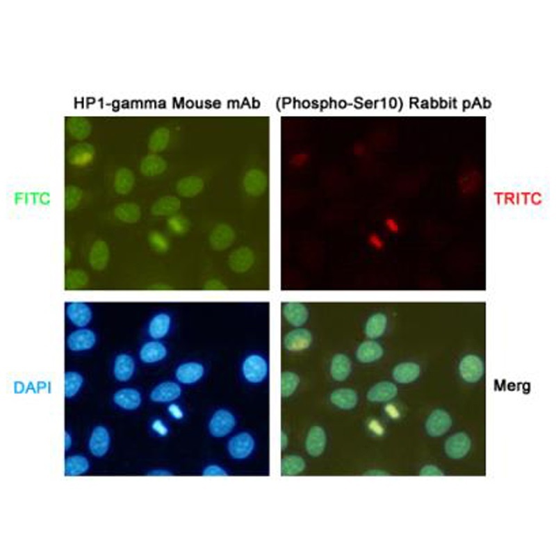 HP1 gamma (5G10) Mouse mAb抗体，o