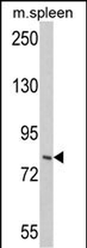 HGS Antibody (N-term)抗体，orb337