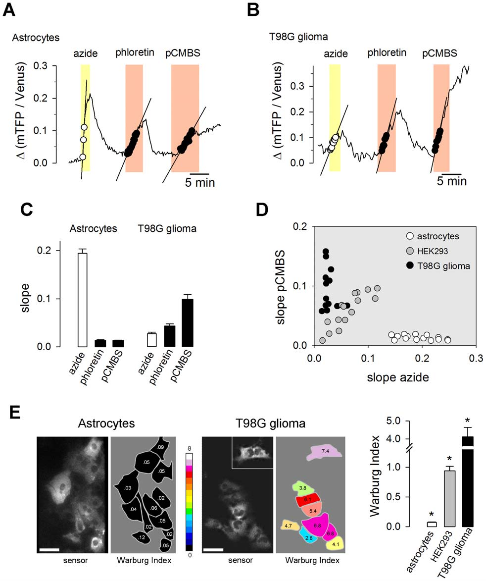 【新品-乳酸探针Laconic】科研人员基于FRET原理开发实时检测单细胞内乳酸浓度与通量的基因编码探针Laconic