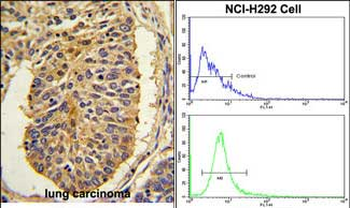 CER1 Antibody (N-term)抗体,orb37