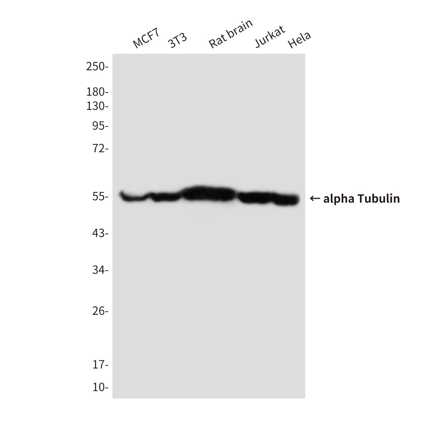 alpha Tubulin (4C9) Mouse mAb抗
