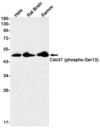 Phospho-CDC37 (Ser13) Rabbit m