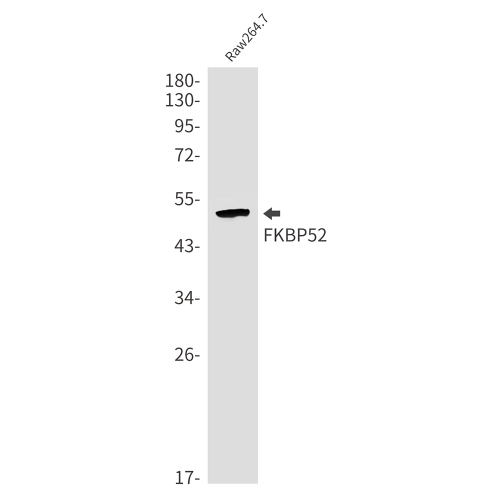 FKBP52 Rabbit mAb抗体，orb1564903