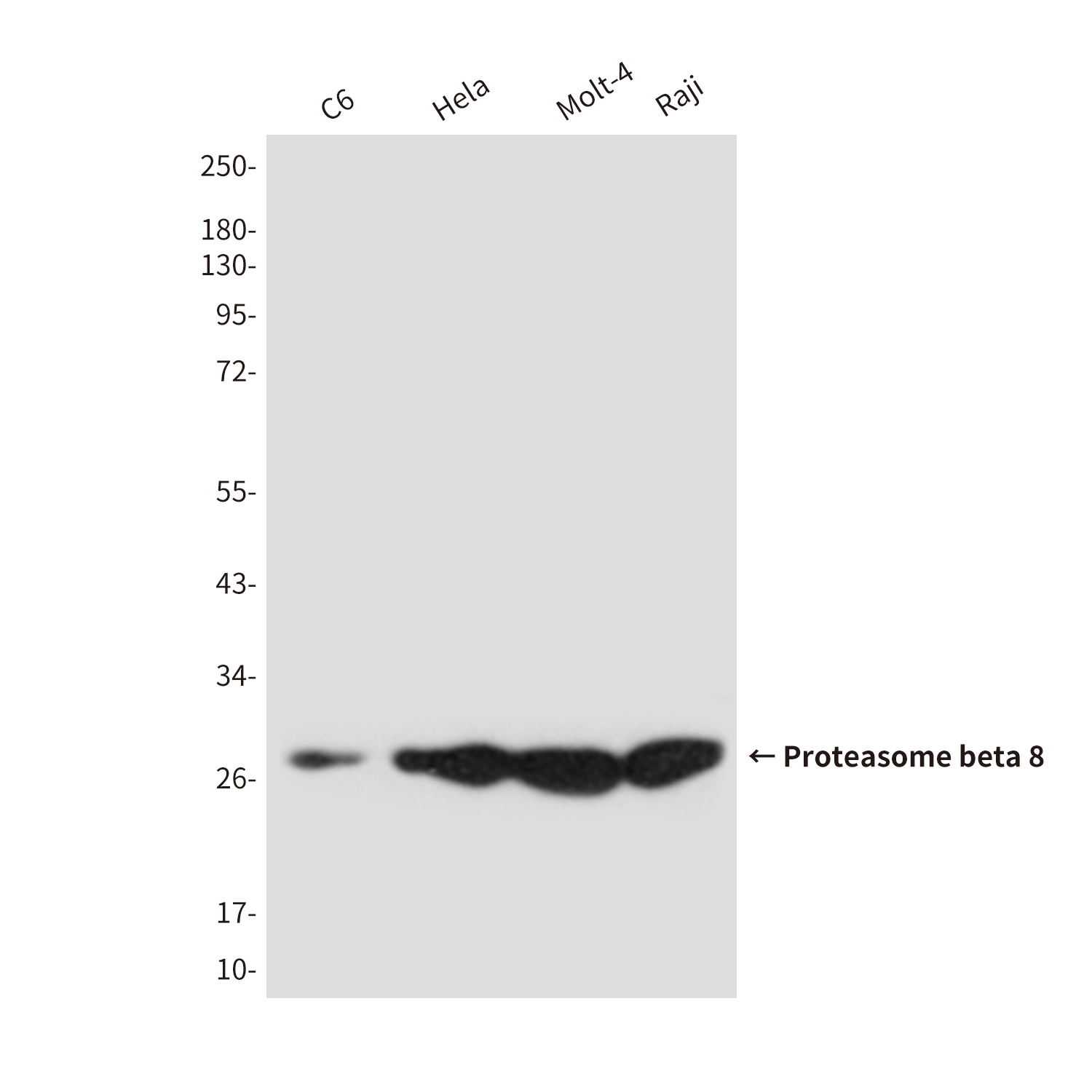 Proteasome beta 8 (3G3) Mouse 