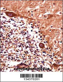 PJA1 Antibody (N-term)抗体,orb14