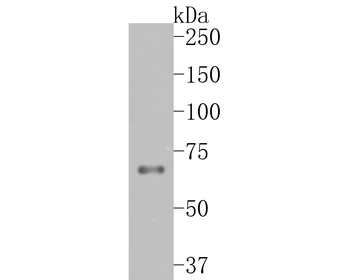 TCF7L2 Recombinant Rabbit Mono