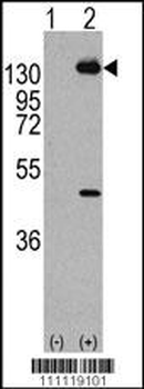 PDGFRA Antibody (Y768)抗体，orb14
