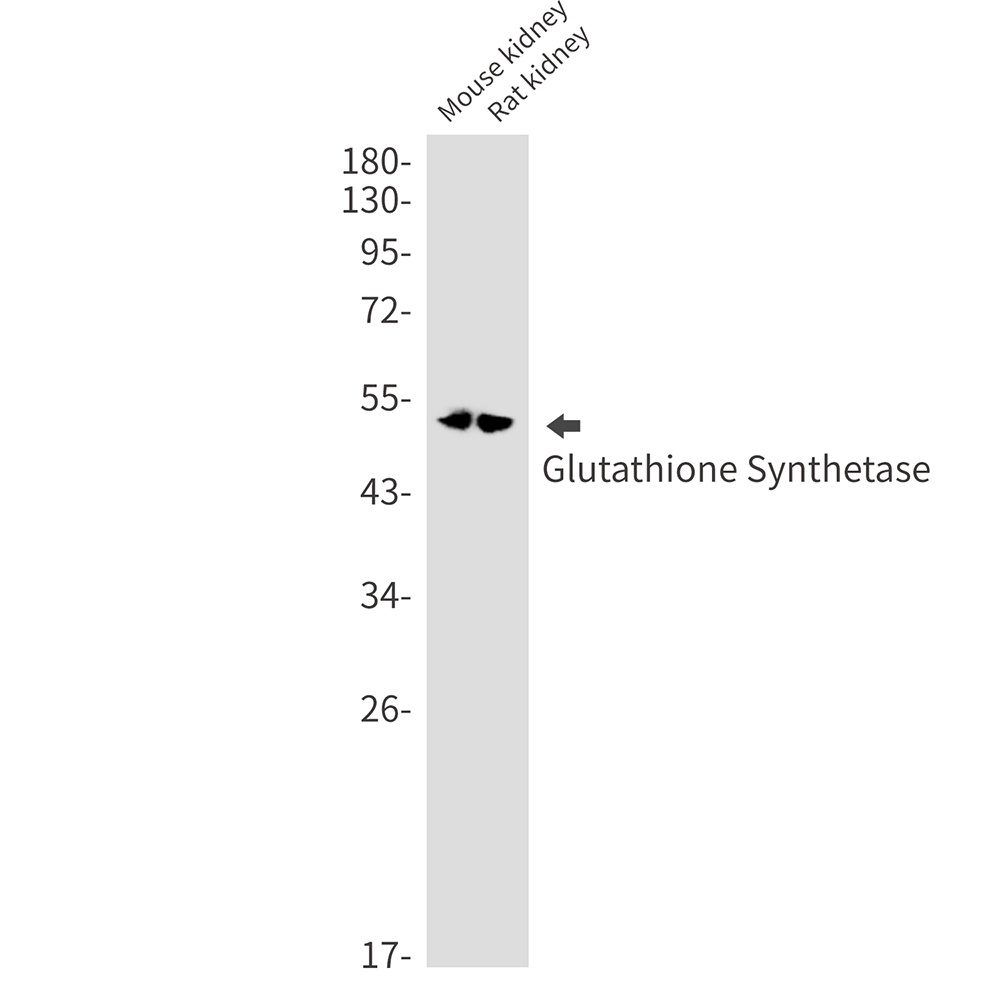 Glutathione Synthetase Rabbit 