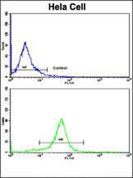 NFKBIA Antibody ( S32/36 )抗体，o