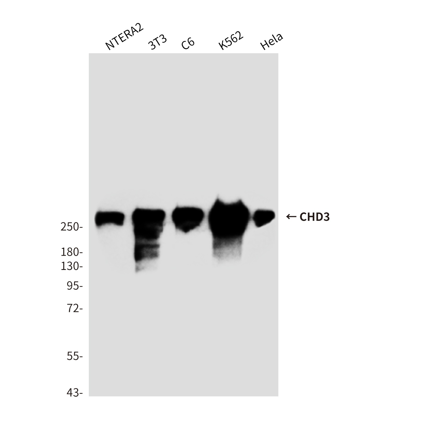 CHD3 (7F6) Mouse mAb抗体,orb1563