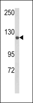 CLASP2 Antibody (Y1019)抗体，orb3