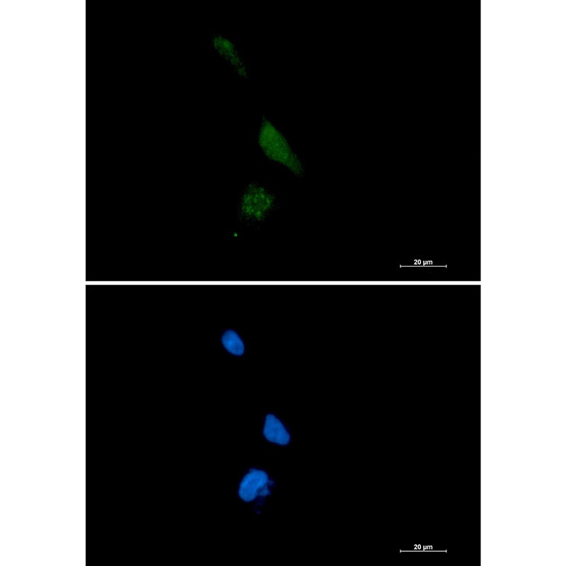 PPCEL Rabbit mAb抗体，orb1563678，