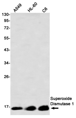 Superoxide Dismutase 1 Rabbit 
