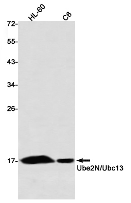 Ubiquitin Conjugating Enzyme E
