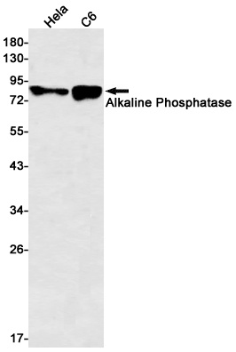 Alkaline Phosphatase Rabbit mA