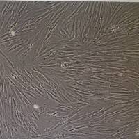 浙江美森-人原代结肠粘膜上皮细胞